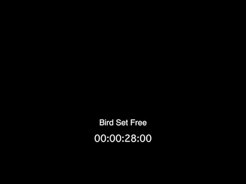 Bird Set Free Instrumental Remake (Lower key) | AQ