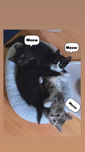 Looking for the roommate that doesn’t pay rent? Apply for the PURRfect one today! 🐈 www.rosemariesrescueranch.com A compassionate all-foster all-volunteer 501c3 rescue #njrescue #nonprofit #dogs #cats #kittens #safe #animals #rescue #furryfriends #mutt #lucky #toys #supplies #happiness #adopted #lookingforhomes #adoptable #adopt #dontshop #love #pets #family #fun #thisisrescue #smiles #volunteers #medical #saved #help | Rosemarie's Rescue Ranch