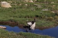 黑颈鹤现身四川阿坝县莲宝叶则景区_腾讯新闻