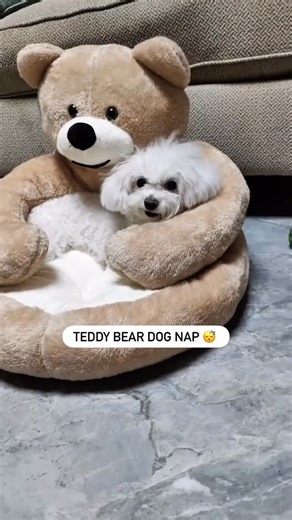 Paw love 🐾 on Instagram: "Snuggle Up, Pup! 🐶💤 This Teddy Bear Dog Bed isn’t just cute—it’s a cuddle dream come true! Perfect for cozy naps, sweet dreams, and tail-wagging comfort. Your fur baby deserves this kind of love. 🧸 Ultra-soft • Anti-slip • Instagrammable 📦 Available in multiple sizes & colors 🐾 Limited stock—grab one before they’re gone! #DogLovers #TeddyBearBed #PuppyComfort #NapGoals"