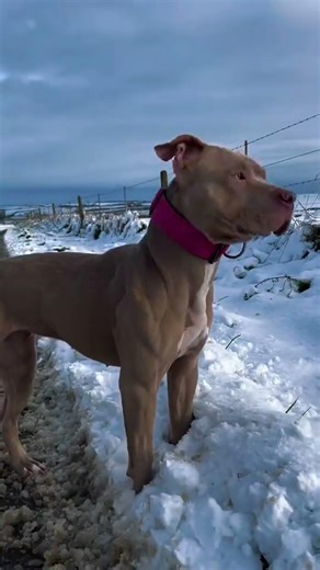 Pit Bulls vs Normal Dogs: The Shocking Difference #pitbull #comparison #strength