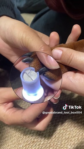 Make Pet Nail Trimming Stress-Free with Fantic F2