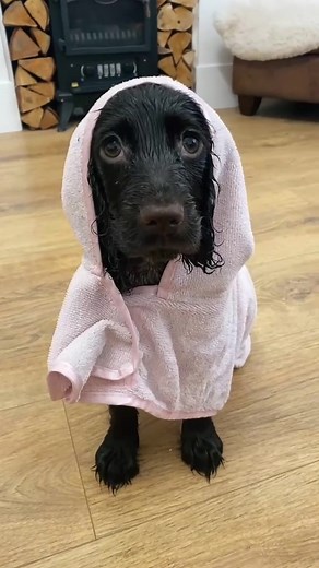 spanieluniversal on TikTok