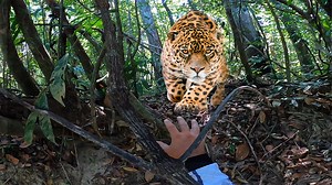 1.4M views · 19K reactions | Onça pintada me pegou, foi dificil postar esse video. #andersonguedes #tunapro #pesqueesolte #pescaesportiva #fishing #pesca #tucunare #aventura #kayakfishing #pesca #pescadores #vidadepescador #amazonia #caiaque #caiaqueiros #kayak #kayakers #peixe #natureza #nature #angler #fishinglures #peixe #iscasartificiais | andersonguedes | Facebook