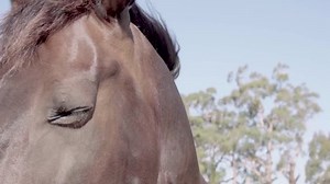 Closeup beautiful black horse winking eyes
