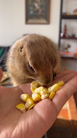 Poppy the Princess Requires a Hand-Feeding: Spoiled but Cute