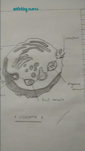 labelled diagram of lysosomes.