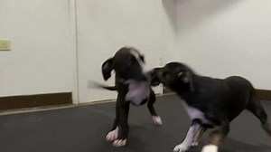 Demand remains high for pets at U.S. shelter