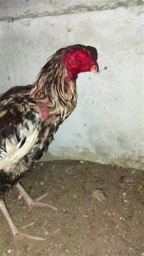 sitha point one Sandai seval tamil vedio