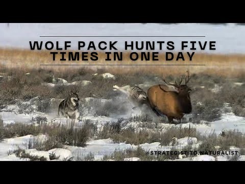 Fight for Survival: Wolf Pack Hunts Five Times in One Day in Grand Teton