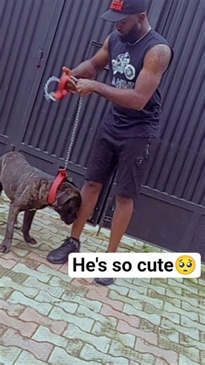 His name is Kabal.. he's so playful and loyal #youtubeshorts #dog #cute #puppy