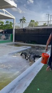 Chris Gillette playing a real-life game of HUNGRY HUNGRY GATORS down in the pit here at EHP! It looks like organized chaos, but Chris has been training these gators for many years how to station, and semi-patiently wait for their food. 🐊 | Everglades Holiday Park