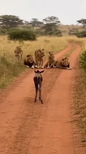 49K views · 263 reactions | Un petit courage vous ouvre le grand chemin. Seul face aux redoutables prédateurs, il avance avec confiance et détermination. Très effrayé, la fierté des lions lui laisse la route藍藍 | Beminan Ranguebaye | Facebook