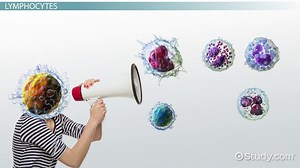 The Immune System at the Cellular Level: Terminology