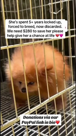 She’s spent 5+ years locked up, forced to breed, now discarded. We need $280 to save her 💔