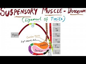 SUSPENSORY MUSCLE OF DUDENUM OR LIGAMENT OF TREITZ