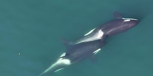 Orcas discovered making tools from seaweed to ‘massage’ each other