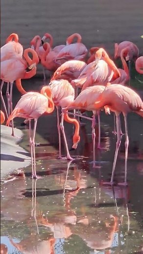 Graceful Flamingos by the Water 🦩✨