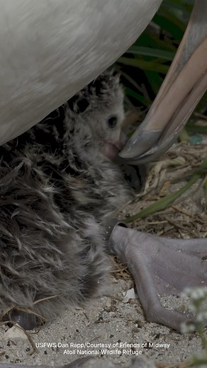 🚨Albatross Chick Alert! 🚨 The world's oldest known banded wild bird, a Laysan Albatross affectionately known as Wisdom, is officially parent to another chick on Midway Atoll National Wildlife Refuge! 🐣 Wisdom's mate was the attending parent when their chick fully hatched on January 30, 2025, while Wisdom was soaring the Pacific to restore her energy in preparation for the next phase of parenting (let's hope she found plenty of squid, flying fish eggs and crustaceans to eat!)!. 🦑 When she ret