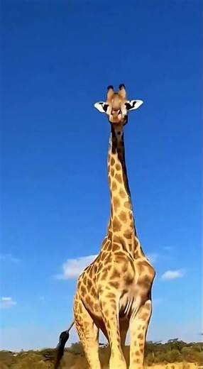 Leopard attacks giraffe 花豹袭击长颈鹿的后果#花豹 #长颈鹿 #动物世界 #动物成精 #动物世界的战斗