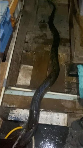 u1ar black python is really big #viralvideo