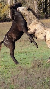 The babies honing their skills🥷 #foundationappaloosa #appaloosa #appaloosasofinstagram #aphc #appaloosahorseclub #horse #horses #foal #foalsofinstagram #foalsof2025 #ranch #ranchlife #ranchliving #pferde #cabello #cavallo #Oregon #babyhorse #cutehorse #Equine #equestrian #country #countrylife #countryliving | Jack Creek Appaloosas