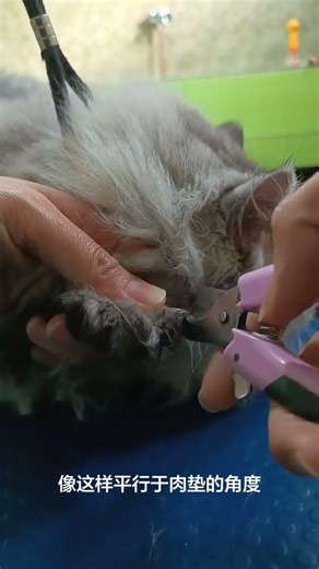 Does a cat split its nails as soon as it cuts them It turns out the mistake was in the pos