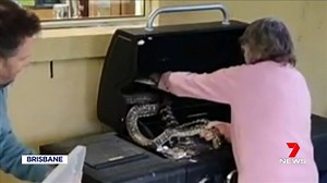 5.7K views · 43 reactions | A senior snakebuster named "Nana Faye" has become an internet sensation after her family filmed her removing two pythons from a BBQ in Brisbane. 7 News on Instagram: https://goo.gl/fuiwW3 #Brisbane #Snakes #7News | 7NEWS Adelaide | Facebook