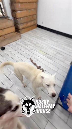 Did you see!? Pheonix made it halfway home! Look at this happy boy!! #huskyhalfwayhouse | Husky Halfway House