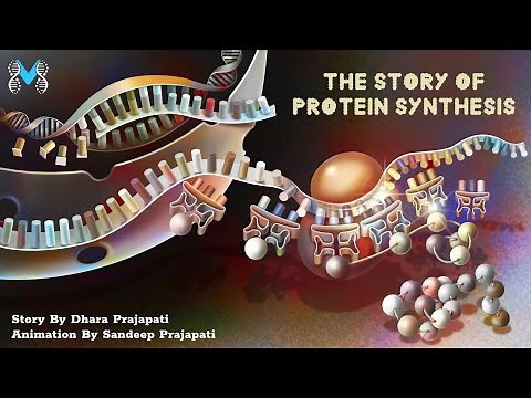 The Story Of Protein Synthesis