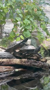 10K views · 136 reactions | This turtle’s “red ear” is the red stripe on each side of its head; it doesn’t have outer ears like we do. But look for a disc shape near each eye—the turtle’s eardrums—which are great for hearing underwater. "Slider" comes from their tendency to slide into the water from a sunny rock or log when startled. Tag your #TurtleTuesday pals below to teach them a turtle fact!  | Shedd Aquarium | Facebook