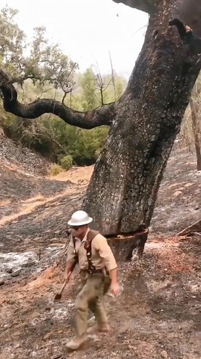 105K views · 438 reactions | Accidents occurred during tree felling practices.#satisfying #asmr #tree #oddlysatisfying #fyp #fyp #usa | Wood Of Branch | Facebook