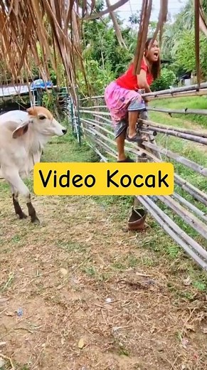Video Kocak || Diseruduk Sapi || Hilarious Video || Gored by a Cow || Hitting a Pole #fyp #funny