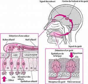 Présentation des troubles de l’odorat et du goût - Troubles du nez, de la gorge et de l’oreille - Manuels MSD pour le grand public