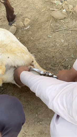 Goat castration #shorts