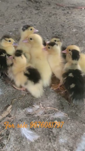 maskovy duck chicks for sale