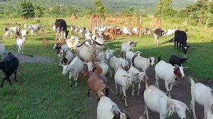 Diary goats can also be together with meat and they can do free range and do very well though they look smaller than the meat but longer than meat breeds +256773343283 | Ham Animals Breeding Farm