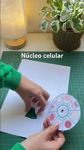 Núcleo celular - passo a passo biologia