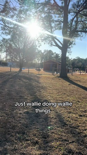 Wallie and remi ( the dog) have a love hate relationship #emu #fyp #fypシ