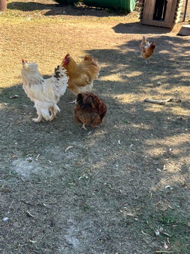 Rooster attack story.😭🐓 | Makamohelo Sello