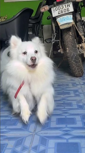 Indian spitz dog barking || rio ka gussa😡 || indian spitz vs street dog || Indian spitz dog rio