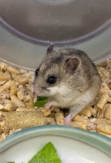 チャイニーズハムスターとおすそ分けの野菜