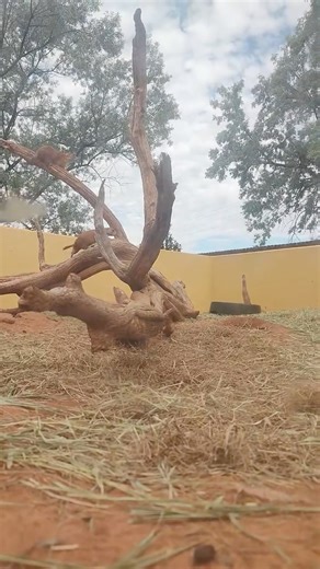 4.3K views · 128 reactions | Get up close to some of the cutest residents of Reptile Gardens at the Prairie Dog Town!  | Reptile Gardens | Facebook