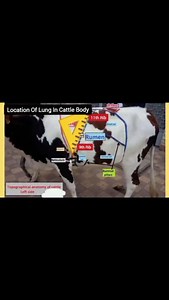 Location of lungs in cattle body #vet #veterinarians_to_be #dvm #vetdeep #animals #veterinariantobe #veterinarymedicine #veterinarianstobe | Veterinarian To Be