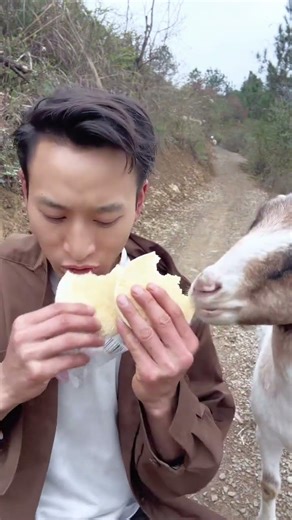 #CuteGoats #GoatLovers #FarmAnimals #GoatLife #GoatsOfYouTube #HappyGoat 🌟 Come eat my cake 📹 P48