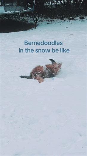 Bernedoodle season is here! My Poppy girl loves the snow so much!