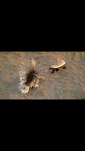 Hundreds of Quills… Yet the Badger Keeps Fighting! | Videsh Wild