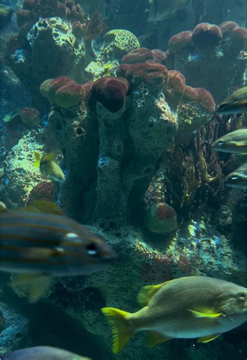 Exploring the Boston New England Aquarium