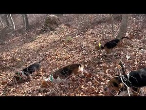 Rabbit Hunt February 27, 2023