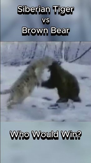 Siberian Tiger vs Brown Bear (Animal Face-Off) | Who Would Win? #tiger #brownbear #fight